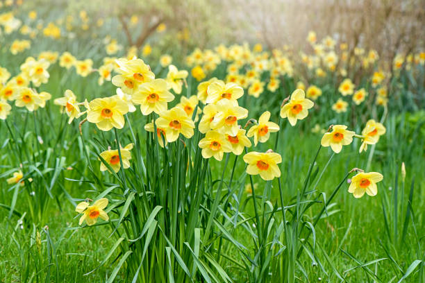 Watering Narcissus Flowers: Best Practices for Proper Hydration