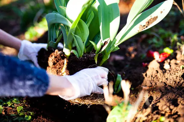 Dividing and Transplanting Daffodil and Jonquil Bulbs