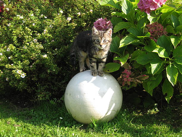 Cat Deterrents for Garden Spaces