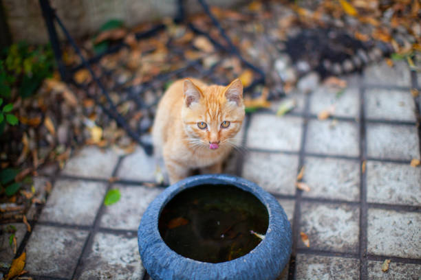 Enhancing Garden Design to Minimize Cat Attraction