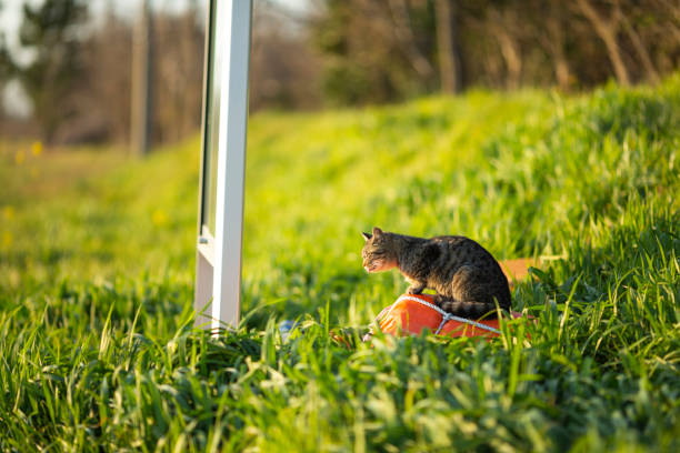 Avoiding Food Sources in the Garden to Discourage Cats
