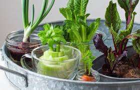 The Benefits of Regrowing Plants from Kitchen Scraps.