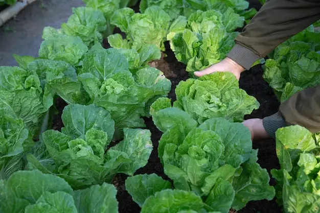 Harvesting Lettuce: A Guide to Different Varieties