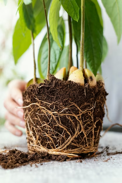 How Soil Structure Influences Root Growth And Nutrient Absorption