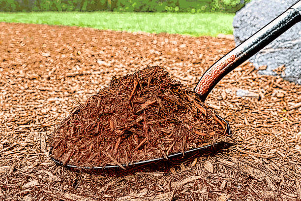 Assessing Your Garden's Mulch Needs
