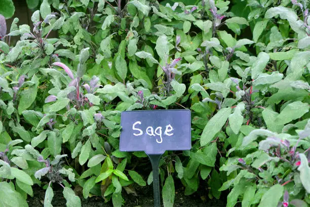 Prerequisites for Successfully Growing Sage