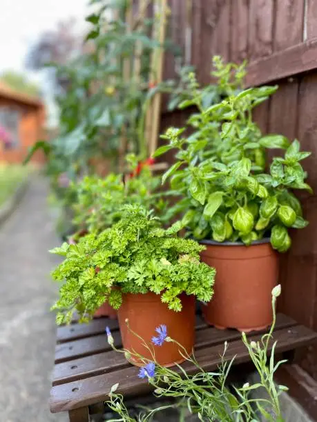 Planting Sage in the Garden or Containers