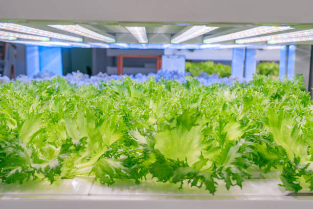 Blue Light: Stimulating Vegetative Growth and Chlorophyll Production