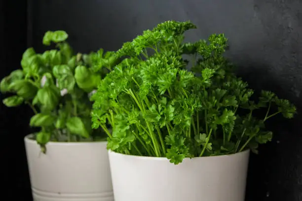 Creative Culinary Uses for Fresh Parsley