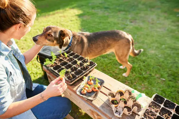 Creating a Pet-friendly Garden: A Guide to Toxic and Non-Toxic Plants