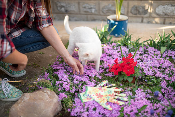 Landscaping Ideas for a Pet-Safe Garden: Designing a Beautiful and Safe Outdoor Space