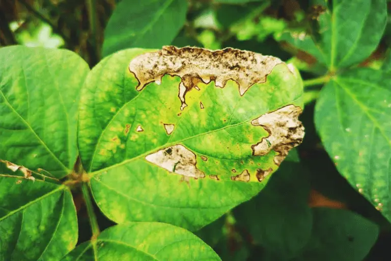 Blight Identification and Control: Protecting Your Plants