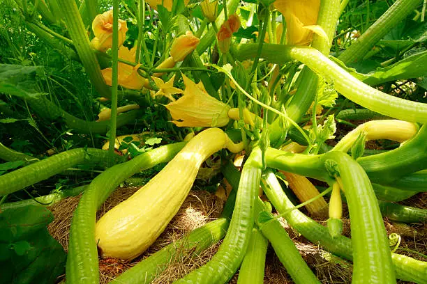 Exploring Different Cooking Methods for Summer Squash