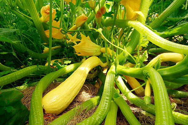 Exploring Different Cooking Methods for Summer Squash