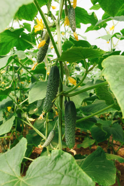 Fertilization Techniques for Vertical Cucumbers