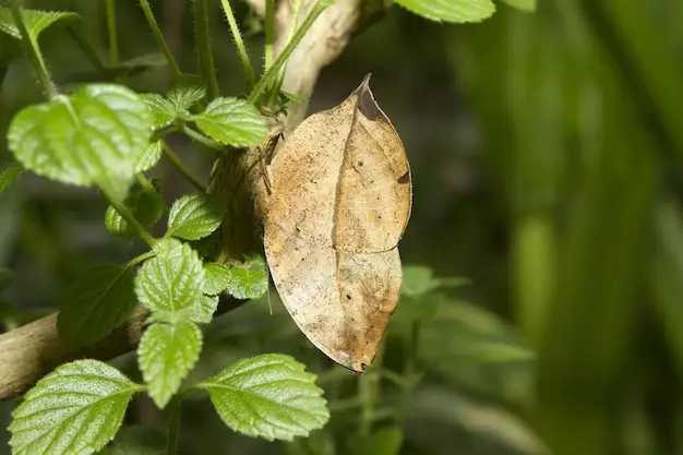 Causes of Septoria Leaf Spot