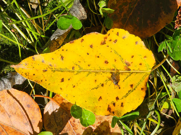 Septoria Leaf Spot: What It Is And How To Fix It