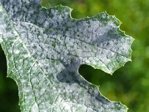 Powdery Mildew Treatment And Prevention with 10 steps