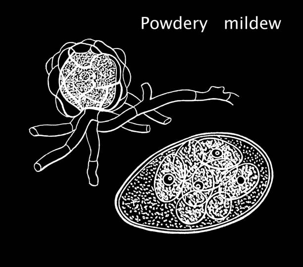 Chemical Methods for Powdery Mildew Management: Fungicides and Their Application
