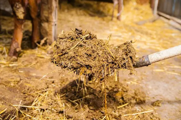Best Practices for Using Horse Manure as Fertilizer