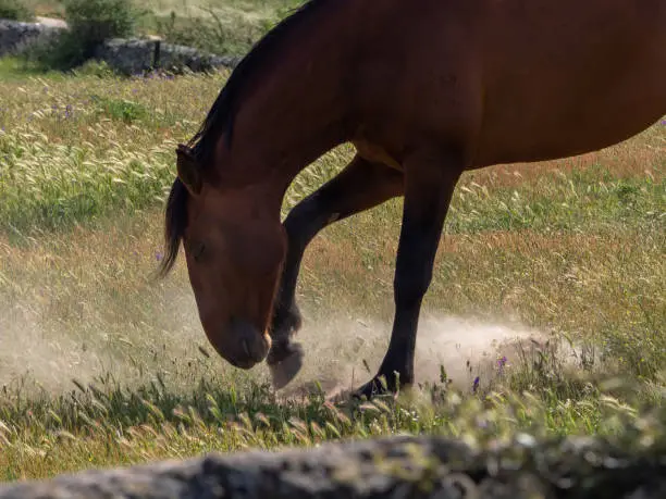 The Role of Horse Manure in Sustainable Agriculture