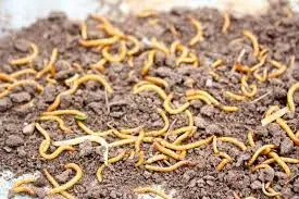 Wireworm Control: Protecting Your Garden from Pests