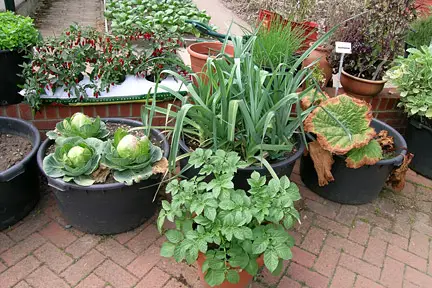 Utilizing Container Gardening For Small Spaces