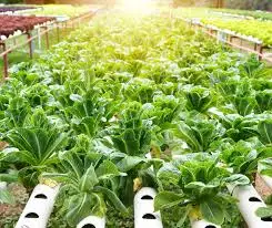 Choosing the right location for your outdoor hydroponic setup