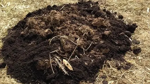 Enhancing Soil Fertility through Organic Amendments.