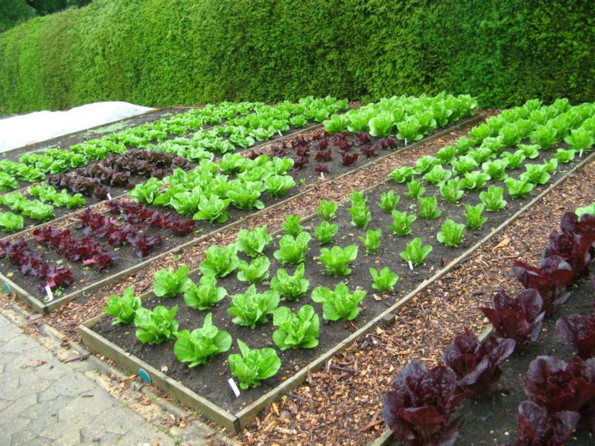 Implementing Crop Rotation and Succession Planting in Raised Beds