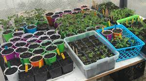 Choosing the Right Container for Seed Starting.