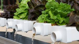Ensuring Proper Drainage For Your Hydroponic System.