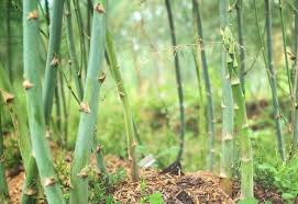 The Benefits of Companion Planting for Asparagus Growth.
