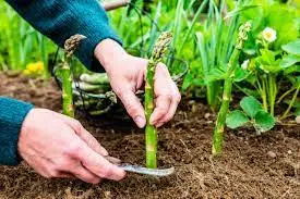 Maximizing Asparagus Yields with Companion Planting