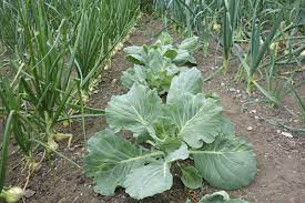 Companion Planting to Deter Cabbage Worms