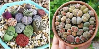 Lithops: Growing Unusual Living Stone Plants