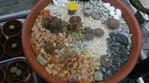 Enhancing the Aesthetic Appeal of Your Lithops: Creative Display and Arrangement Ideas