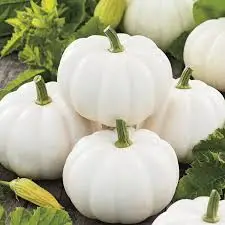 White Pumpkin Varieties