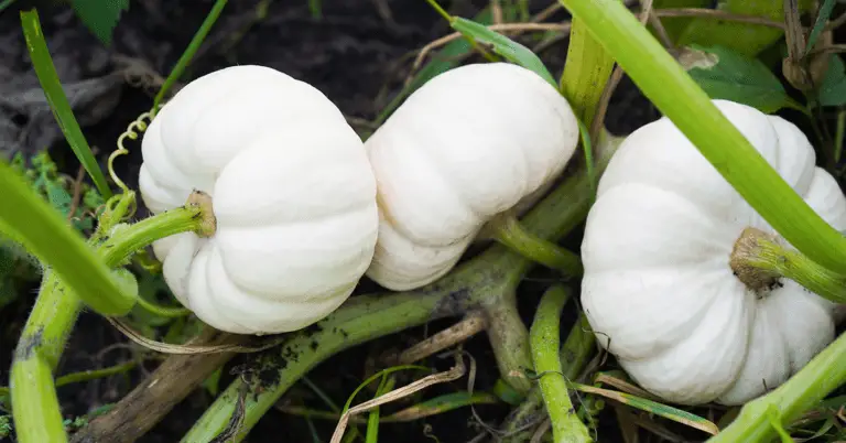 White Pumpkins: Care, Types, and Growing Secrets