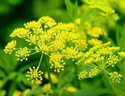 Understanding the Ideal Growing Conditions for Dill