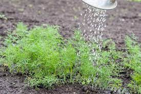 Essential Watering For Dill