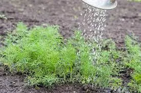 Essential Watering For Dill