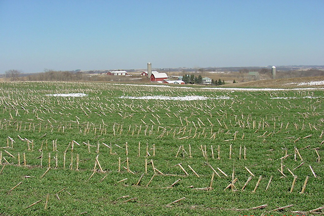How Rye Helps Prevent Soil Erosion