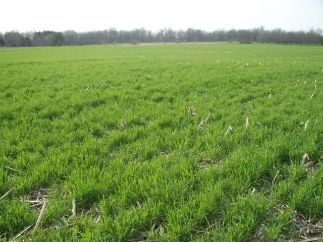 Rye Cover Crop: Winter Ground Covers