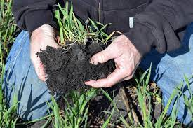 How Rye Improves Soil Health