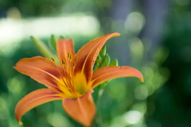 Characteristics of Tiger Lily