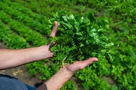Harvesting Cilantro and Storing It Properly