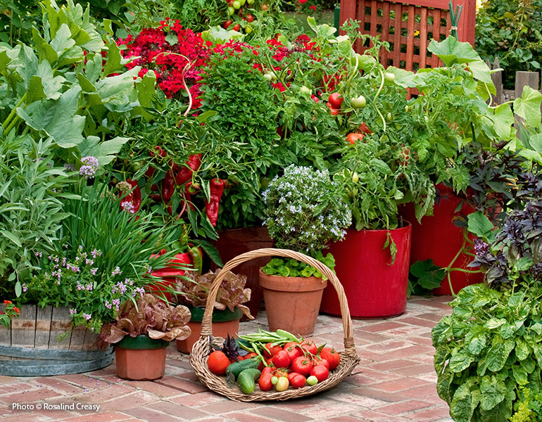 Easiest Vegetables to Grow for New Gardeners