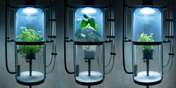 The Effects of White Light on Hydroponic Plant Growth