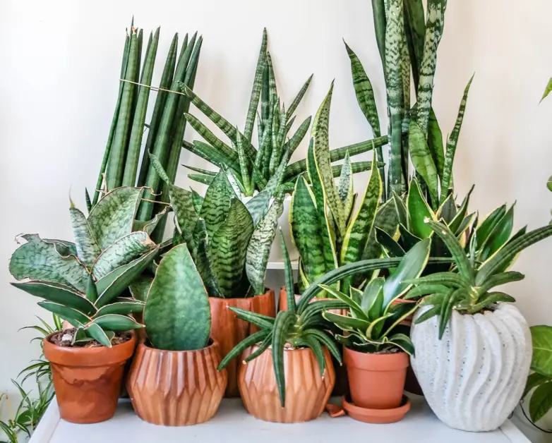 Signs of a Healthy House Plant